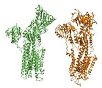 myosin